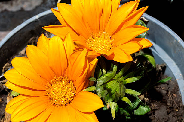 Calendula (Calendula officinalis) is a herbaceous plant of the Asteraceae family, known for its yellow, orange or red flowers. It is widely used in both gardening and natural medicine. \nMarigold flowers are bright and showy, forming single flower heads or in clusters. They can be yellow, orange, red or even paler shades.