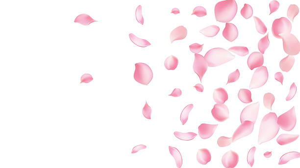 istock Rose petals or sakura flying petals, romantic background with realistic pink 2211204667