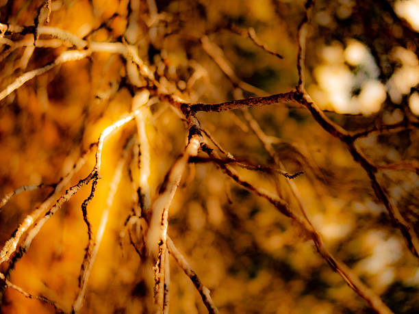 Vibrant oranges and yellows on display with leafless branches . A dramatized image showing summer heat.