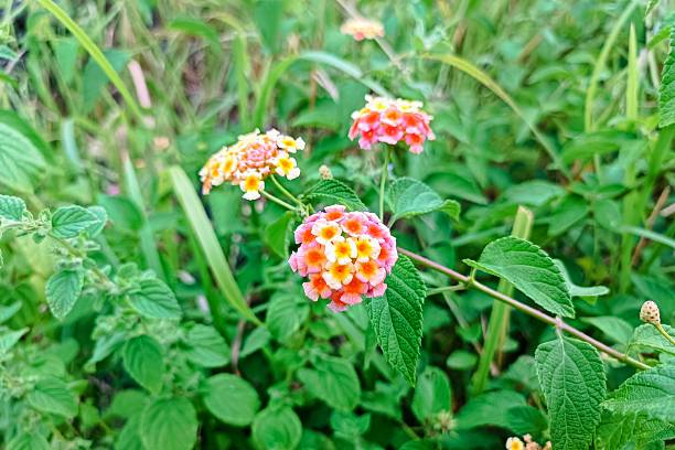 istock Lantana Camara Flowers 2211206864
