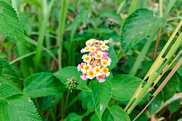 Lantana Camara Flowers