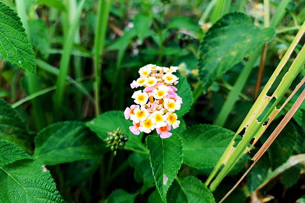 Close up view of the beautiful Lantana camara flower and has a soft backdrop of summer. Colorful hedge flower Lantana Camara in shallow depth of field yellow Lantana Camara Flowers. Summer flowers.