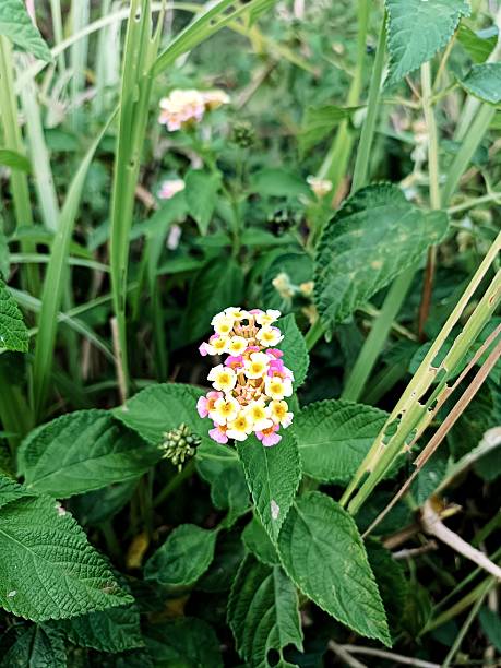 istock Lantana Camara Flowers 2211206911