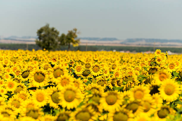 Field of sunflowers in summer
