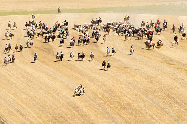 istock Transhumance of cattle in Spain during the summer 2211207709
