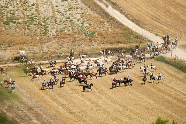 istock Transhumance of cattle in Spain during the summer 2211207721