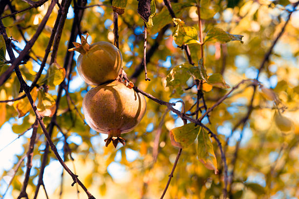 fruits in the pomegranate tree, shallow depth of field