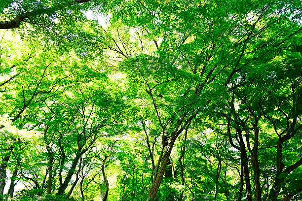 Backlit of tree with fresh green leaves in springtime.