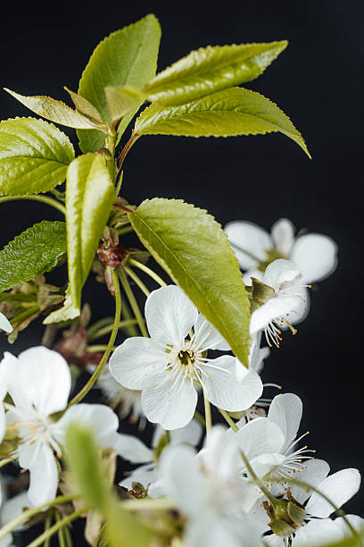istock White cherry blossoms with vibrant green leaves close up during spring season 2211209281