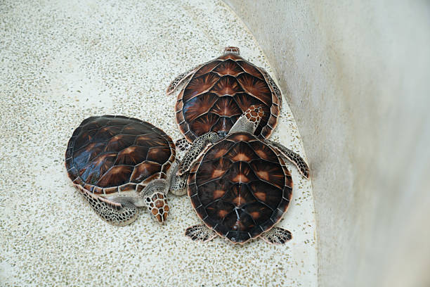 istock Three sea turtles resting on a smooth surface in a rehabilitation center aquarium during daytime 2211213291