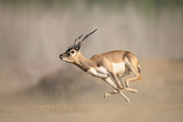 A Blackbuck Antelope Running Through Dusty Plains.