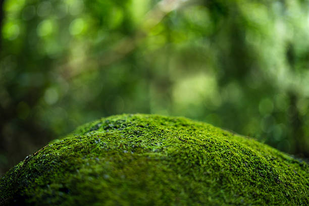 istock Green moss on rocks in the forest green blur background 2211215046