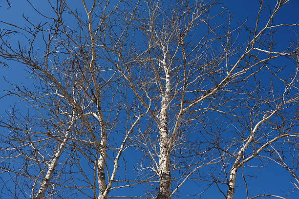 istock Looking up through bare branches, poplar trees on a sunny spring morning, deep blue sky, crown shyness 2211215969