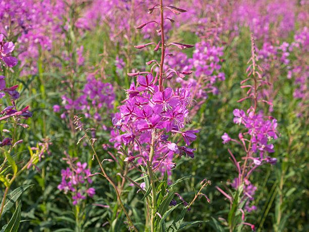 istock blooming fireweed on a meadow in summer 2211217687