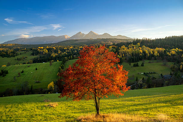 Beautiful autumn landscape in the mountains