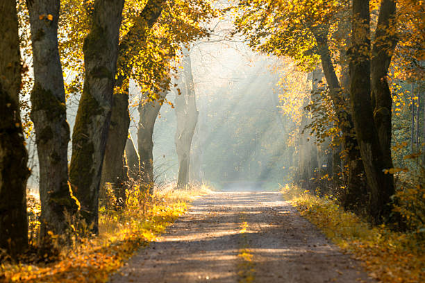 istock autumn morning in old trees avenue 2211218638