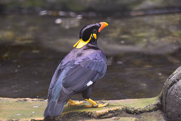parrot with beautiful black and yellow color