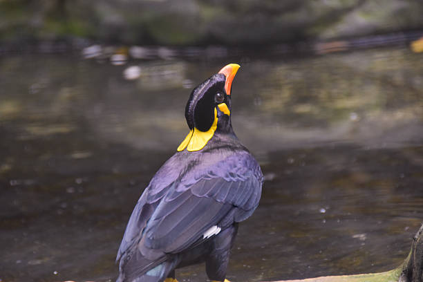 istock parrot with beautiful black and yellow color 2211218696