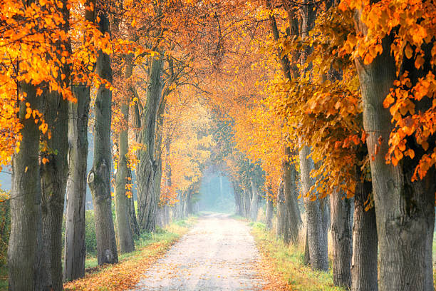 istock autumn morning in old trees avenue 2211220648