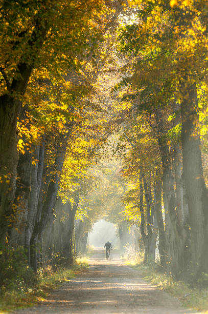 istock autumn morning in old trees avenue 2211220676