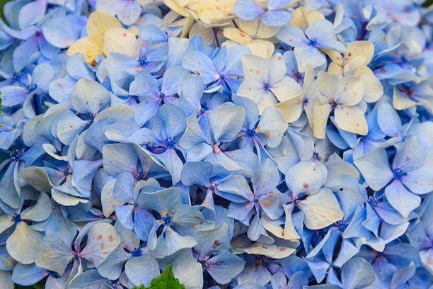Close-up of blue hydrangea flower. Delicate floral background