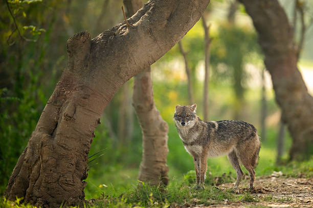 istock Golden Jackal in a Lush Forest. 2211221511