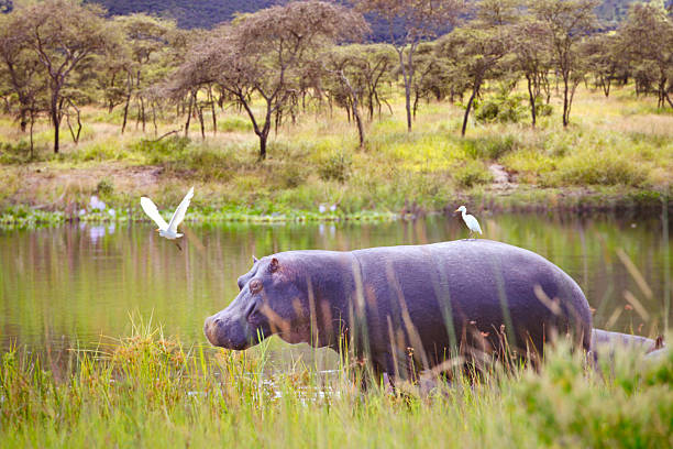 Hippopotamus in the lake at Akagera National Park in Rwanda