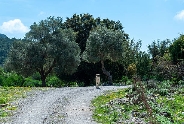 Dog on the forest road