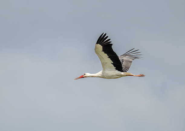 istock Graceful Stork Soaring Across the Sky with Wings Fully Extended 2211222968