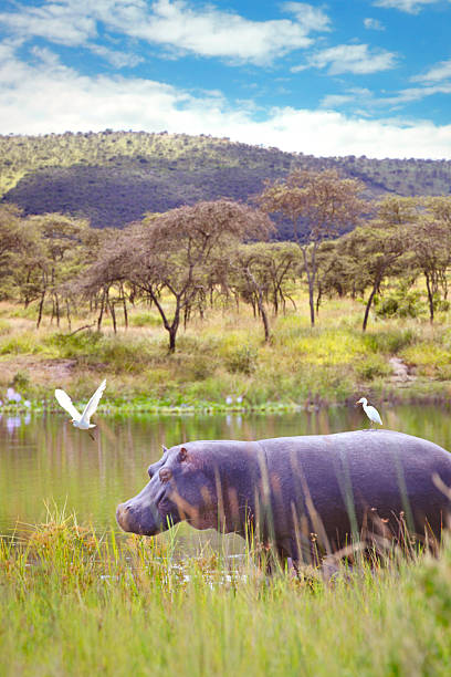 Hippopotamus amphibius partially submerged in murky water, close-up view showcasing its textured skin and eye.