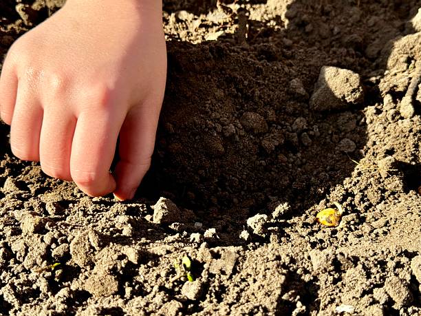 istock a child helps plant peas 2211223187