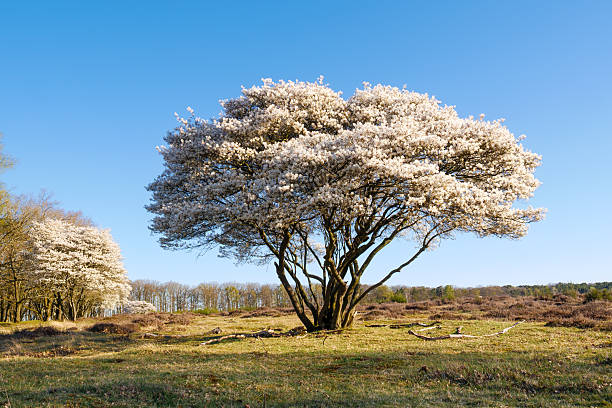 istock Blooming serviceberry, Amelanchier lamarckii, against clear blue sky, Netherlands 2211223611