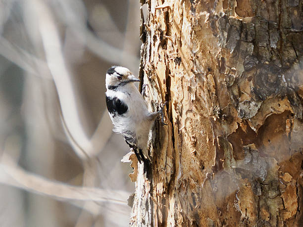 istock Close-Up Little Spotted Woodpecker Pecking on Tree 2211227357