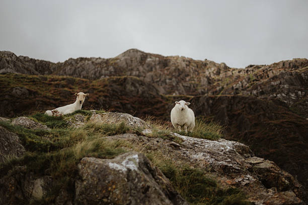 istock two white sheep on a Rocky Mountain slope in Wales 2211227452