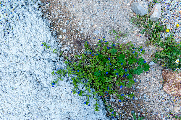 Wildflowers incl. spring gentian (Gentiana verna)