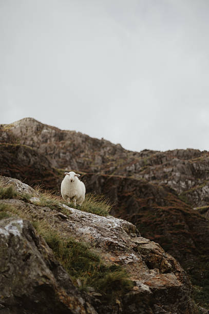 istock One white sheep standing on a Rocky Hill 2211228776