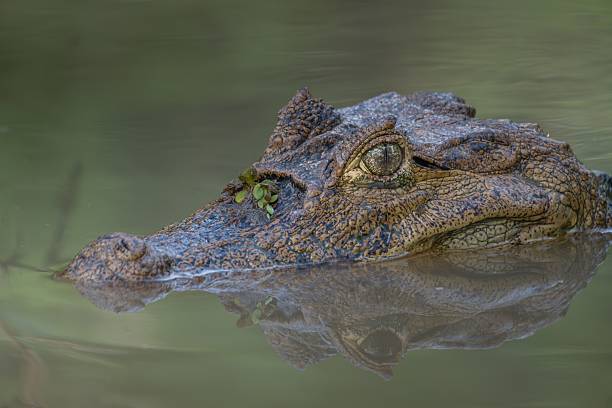 istock Crocodile's head in calm water close-up. 2211229201