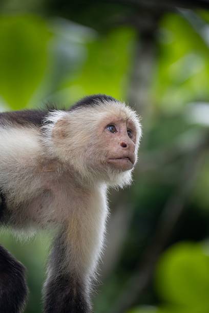 istock Close-up of a capuchin monkey in lush green foliage, showcasing its curious expression 2211229236