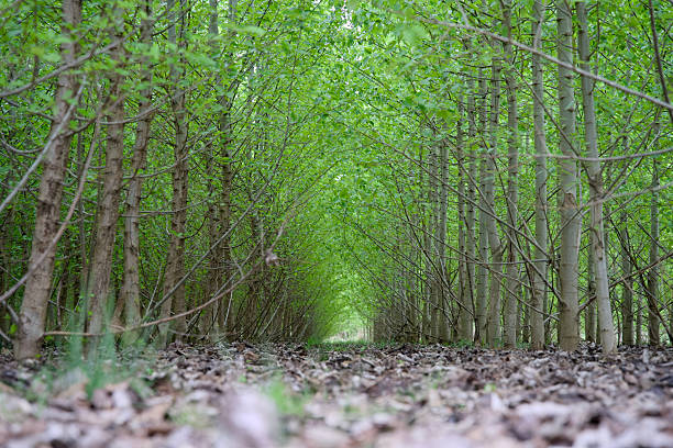 Poplar forest for agroforestry, sustainable carbon sequestration, and CO2 reduction