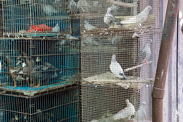 istock pets in a cage for sale 2211229913