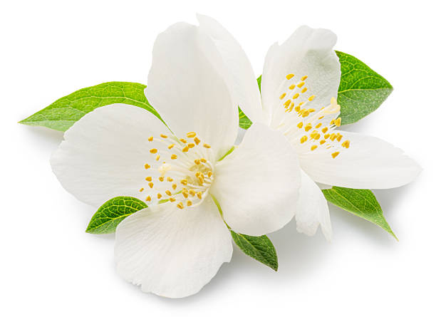 istock Delicate jasmine flowers isolated on white background. File contains clipping paths. 2211229918