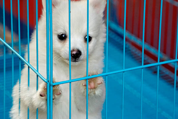 pets on a market