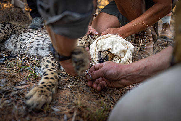 Cheetah Conservation Efforts in the South African Wilderness