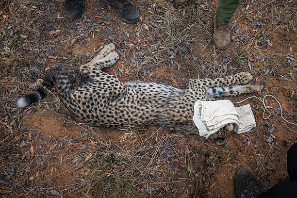istock Conservation Team Working with a Tranquilized Cheetah (Acinonyx jubatus) in the South African Wilderness 2211233496