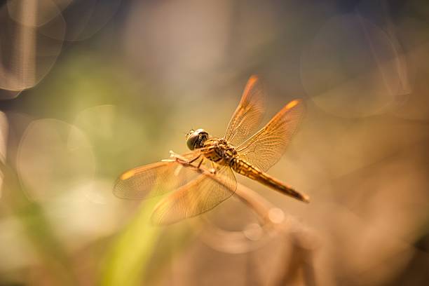istock Close-up of a dragonfly perched on a twig. 2211233531