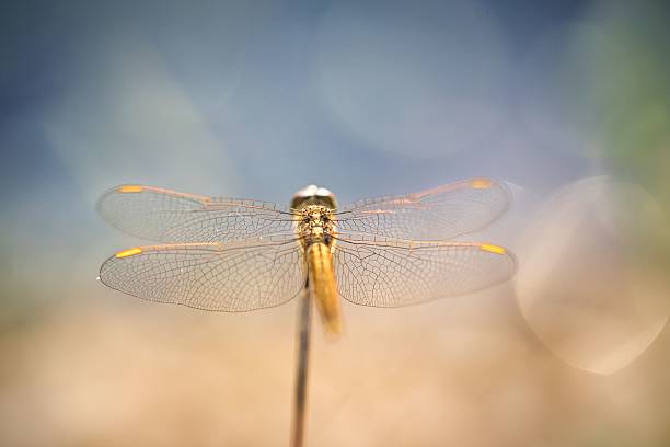 istock Close-up of a dragonfly with translucent wings. 2211233542