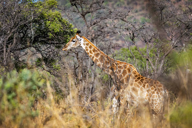 istock Giraffe (Giraffa camelopardalis) Gracefully Grazing in the South African Bushveld 2211233545