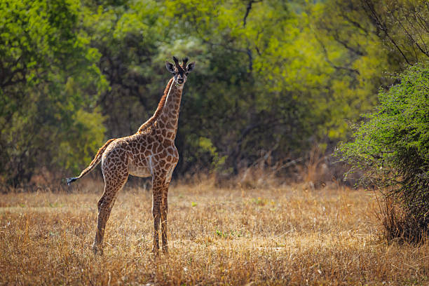 A young Giraffe (Giraffa camelopardalis) stands tall and watchful in the dry grass of the South African wilderness. Framed by lush greenery and dappled light, this striking image conveys the quiet strength and natural beauty of this iconic animal. This photo was taken in South Africa.