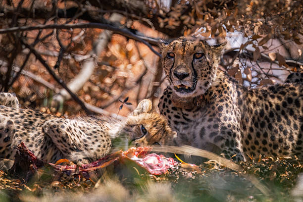 A pair of Cheetahs (Acinonyx jubatus) feast on a fresh kill beneath the protective shade of the South African bushveld. The intensity in their eyes and the vivid contrast of their spotted coats against the sun-dappled leaves showcase the raw power and beauty of Africa’s top predator. This scene captures the essence of the survival instinct and the natural cycle of life in the wilderness. This photo was taken in South Africa.