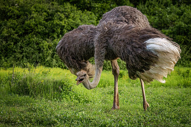 istock Ostrich in Verdant African Bushland 2211234467